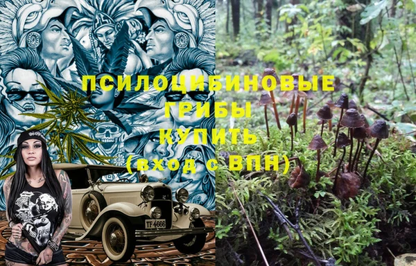 прущие грибы Гусев
